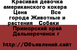 Красивая девочка американского кокера › Цена ­ 35 000 - Все города Животные и растения » Собаки   . Приморский край,Дальнереченск г.